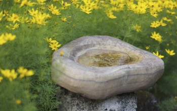 Water in bird bath, bird basin, water basin, coreopsis garden, Stuttgart, Baden-Württemberg,