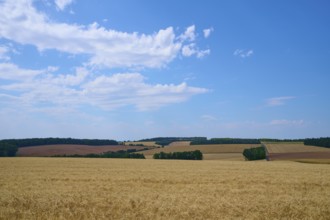 Wide cereal landscape under a blue sky with gentle cloud formations, summer, Retzstadt, Main