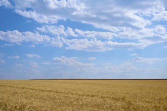 Endless cornfields under a vast blue sky with light clouds, summer, Retzstadt, Main Spessart