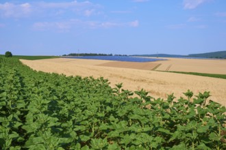 Agricultural field with green sunflowers in the foreground and golden grain fields under a blue