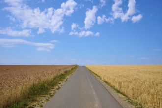 Straight path between golden and brown grain fields under a clear summer sky, summer, Retzstadt,