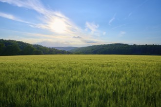 A wide green barley field under a blue sky with scattered clouds, summer, Reichartshausen,