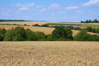 Wide grain fields under a blue sky with scattered trees and rolling hills, summer, Miltenberg,
