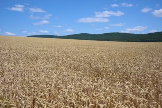 Gentle hills with extensive wheat fields under a sunny, blue sky, summer, Miltenberg, Miltenberg