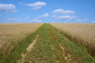 A green path divides the golden wheat field under a blue sky with clouds, summer, Miltenberg,