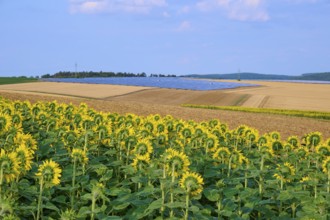 Sunflower field next to agricultural land and solar cells, summer, Thüngen, Main Spessart district,