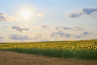 Wide sunflower field at sunset, softly lit, summer, Thüngen, Main Spessart district, Bavaria,