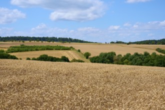 Panoramic view over wide, golden wheat fields under a blue sky with clouds, summer, Miltenberg,