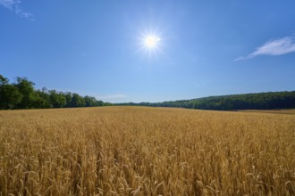 Cornfield under bright sun with neighbouring forest and blue sky, summer, Retzstadt, Main Spessart
