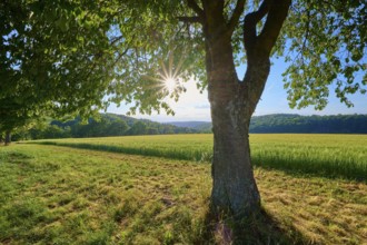 A large cherry tree in the foreground with sunbeams behind it on a green meadow, summer,