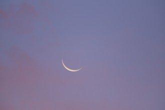 Narrow crescent moon in the blue and pink morning sky, Miltenberg, Miltenberg district, Spessart,