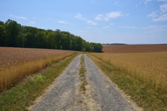 Small gravel path leads through two cornfields towards the forest under a blue sky, summer,