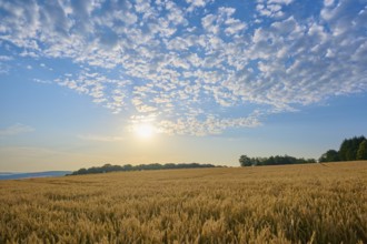 A wide grain field shines in the sunlight under a cloudy sky, summer, Höhefeld, Wertheim,