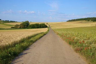 A narrow country lane between grain fields under a blue sky with few clouds, summer, Höhefeld,