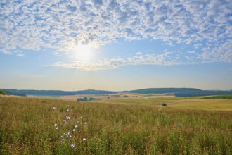 A field of wild flowers under a blue sky with different cloud patterns, summer, Höhefeld, Wertheim,