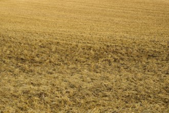 Close-up of a mown field with straw covering the brown soil, summer, Höhefeld, Wertheim,