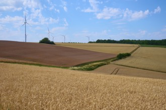 Gently rolling hills with windmills and cornfields under a sunny sky convey peace and harmony,