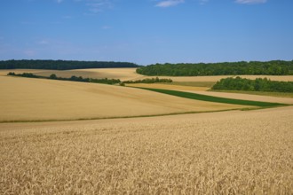 A wide panorama of grain fields and forests under a bright sky shows the natural beauty of the