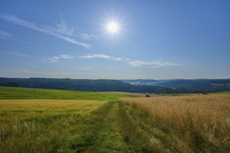 Landscape with fields and forest in the background, the sun shines in the blue sky, summer,