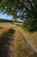 Path through golden fields with protective tree, clear summer landscape, summer, Neubrunn, Würzburg