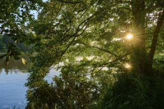 Sunlight breaks through dense treetops and illuminates the banks of the tranquil River Main,