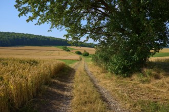 Field path under a shady tree leads through endless fields, surrounded by nature, summer, Neubrunn,