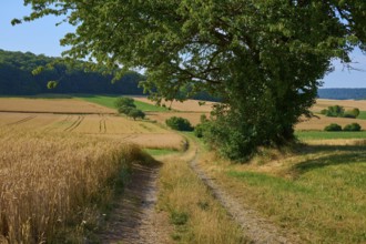 Field path runs under large tree through golden fields with green forest in the background, summer,
