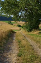 Shady field path under a tree leads into the expanse of golden wheat fields, summer, Neubrunn,