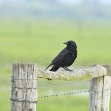Raven crow (Corvus corone), sitting on a pasture gate, Ochsenmoor, Dümmer See, Hüde, Lower Saxony,