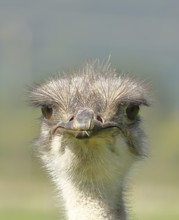 Common ostrich (Struthio camelus), portrait, captive, Rhineland-Palatinate, Germany