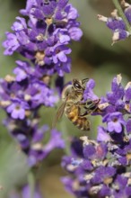 Honey bee (Apis mellifera) on a lavender flower (Lavandula angustifolia), macro photograph,