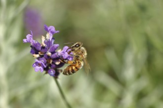 Honey bee (Apis mellifera) on a lavender flower (Lavandula angustifolia), macro photograph,