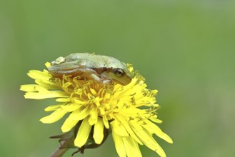 European tree frog (Hyla arborea) sitting on a yellow dandelion flower (Taráxacum), close-up, Lake