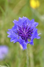 Cornflower (Centaurea cyanus), blue flower at the edge of a field, close-up, Wilnsdorf, North