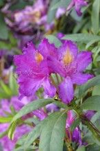 Rhododendron flowers (Rhododendron Homer), purple flowers, in a garden, Wilnsdorf, North