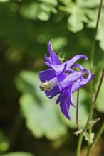 Columbine (Aquilegia vulgaris), blue flower in a garden, wildflower, close-up, Wilnsdorf, North