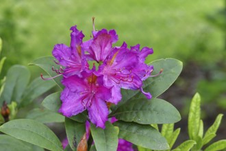 Rhododendron flowers (Rhododendron Homer), purple flowers, in a garden, Wilnsdorf, North