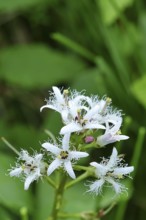 Menyanthes trifoliata or bitter clover, medicinal plant, close-up of a flower in a meadow,