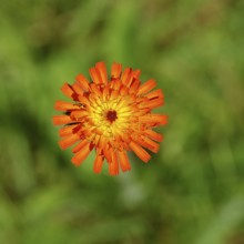 Orange hawkweed, orange-red hawkweed (Hieracium aurantiacum), flower on a rough meadow, close-up,