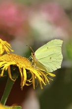 Lemon butterfly (Gonepteryx rhamny) on a yellow flower of a Great Telekie (Telekia speciosa),