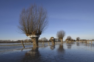 In frosty cold weather... Head willow (Rhine flood in winter 2020, 2021) with ice ring on Bislicher
