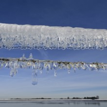 Ice age... Curtain of icicles (Rhine flood) on a pasture fence on Bislicher Insel in winter 2020,