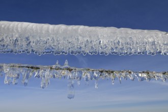 Ice age... Curtain of icicles (Rhine flood) on a pasture fence on Bislicher Insel in winter 2020