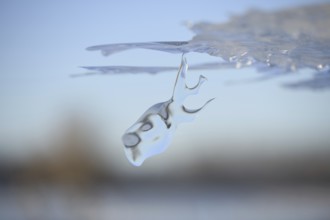 Dive in... Whale (Rhine flood 2020, 2021), naturally grown ice sculpture formed by wind and weather