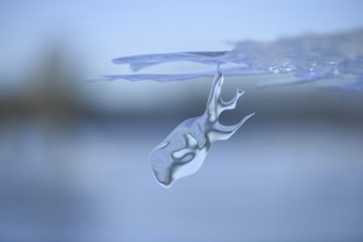 On a dive on the Lower Rhine... Whale (winter flood 2020, 2021), naturally grown ice sculpture