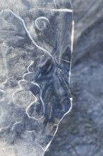 The mask... Ice sculptures (winter flood Lower Rhine 2020, 2021), art in nature, ice plate formed