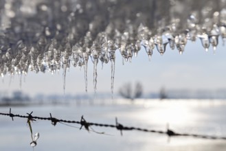 Ice age... Icicle (winter flood 2020, 2021), thawing ice plate on a barbed wire fence on Bislicher