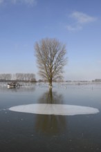 Land under ice... frozen winter flood (Lower Rhine), Bislicher Insel, after the Rhine flood came