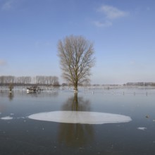 Land under ice... frozen winter flood (Lower Rhine), Bislicher Insel, after the Rhine flood came