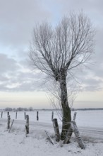 Young pollarded tree, probably pollarded willow (Salix sp.) at the edge of a snow-covered field